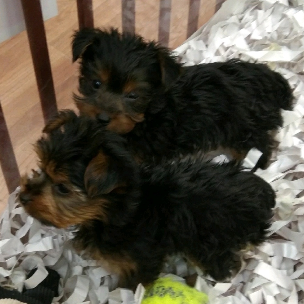 Meet your Posher, Sylvina