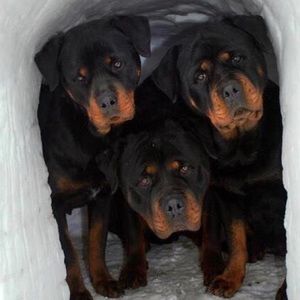 Meet your Posher, Lance