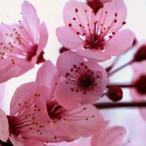 Meet your Posher, Shame