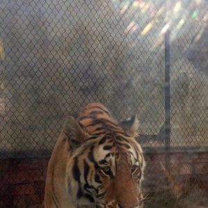 Meet your Posher, Dora