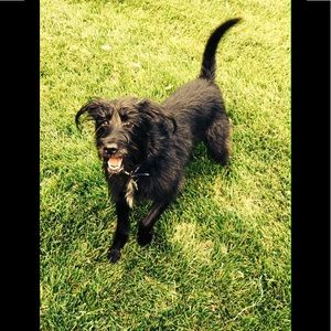 Meet your Posher, Piper