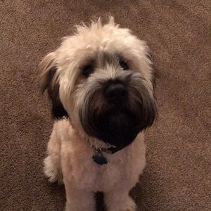 Meet your Posher, Sam