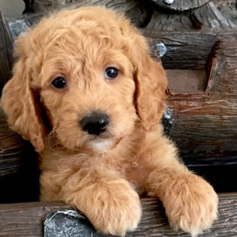 Meet your Posher, Teera