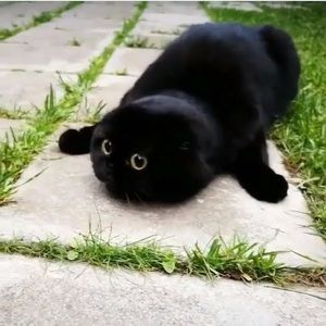 Meet your Posher, Alexa