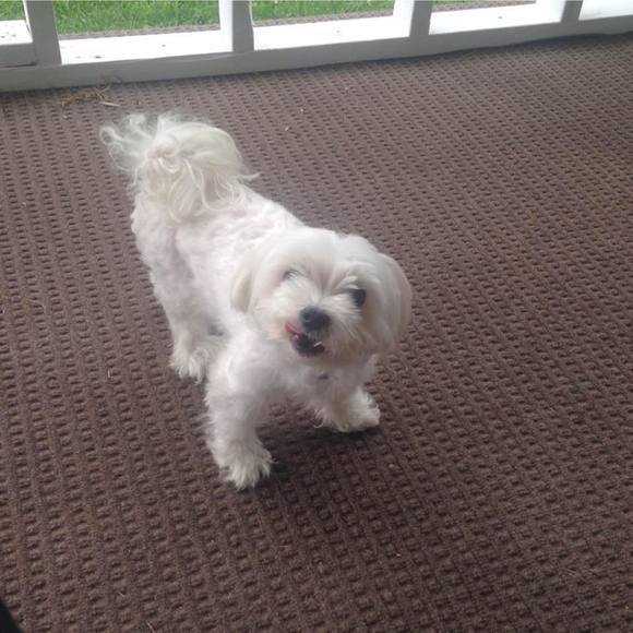 Meet your Posher, Brandy - Picture 1 of 1