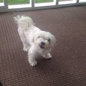 Meet your Posher, Brandy