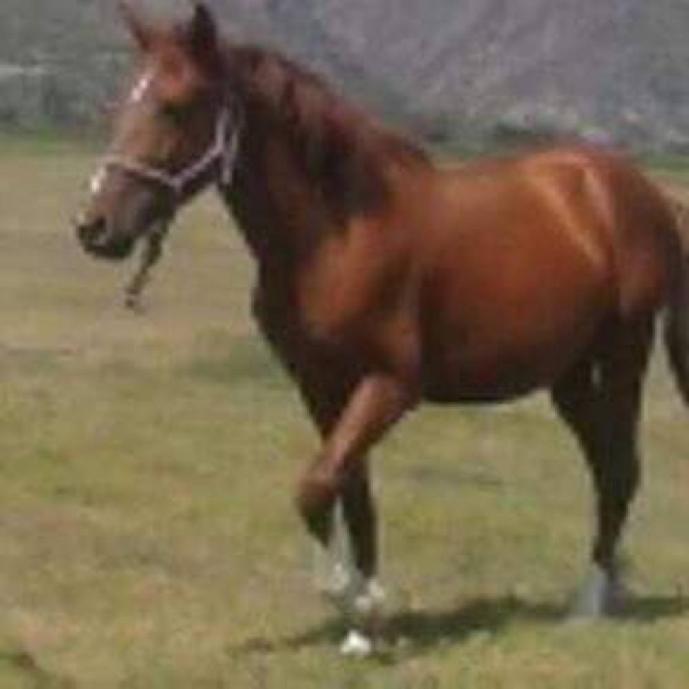 Meet your Posher, Angel