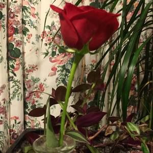 Meet your Posher, Marie