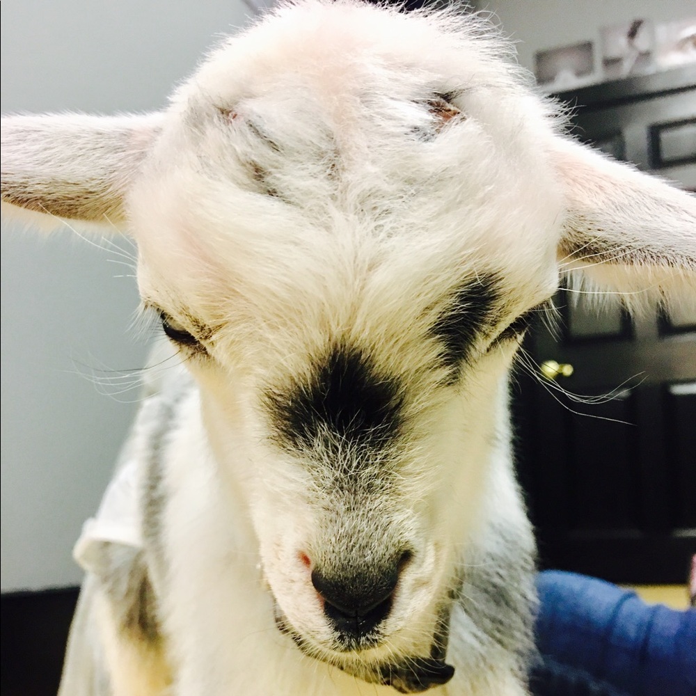 Meet your Posher, Carrie