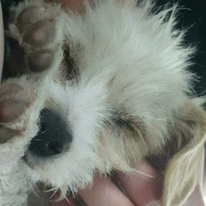 Meet your Posher, Phoenix