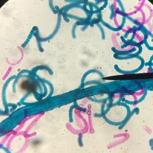 Meet your Posher, Jesus