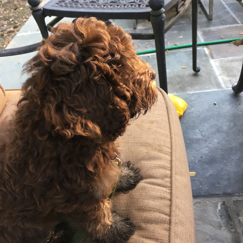 Meet your Posher, Alison