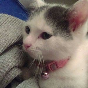 Meet your Posher, Destiny