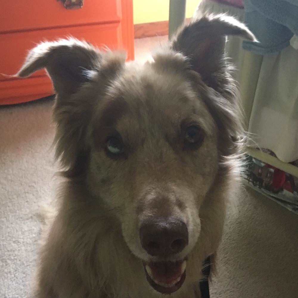 Meet your Posher, Maddie