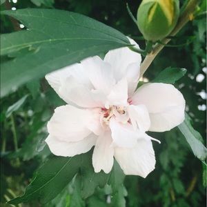 Meet your Posher, Libby