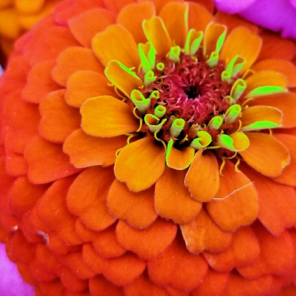 Meet your Posher, Rena - Picture 4 of 8