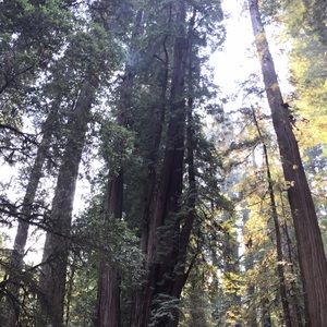 Meet your Posher, Misty