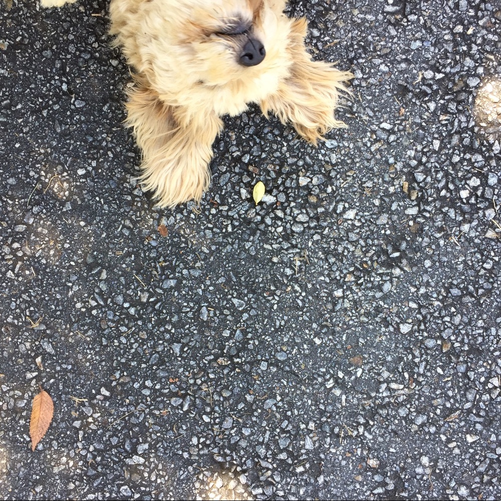 Meet your Posher, Esme