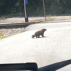 Meet your Posher, Grace