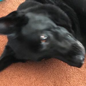 Meet your Posher, Patrick