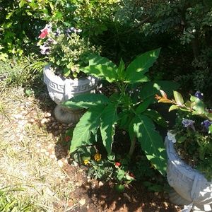 Meet your Posher, Yolanda