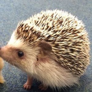 Meet your Posher, Shane