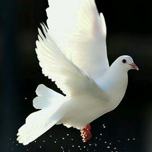 Meet your Posher, Roxanne