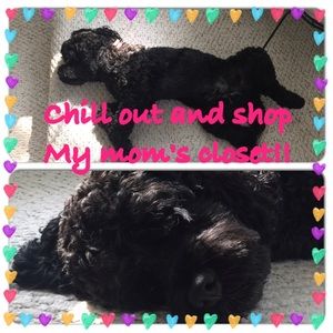 Lincoln says CHILL and POSH ‼️‼️