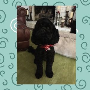 Meet Lincoln!!❤️❤️