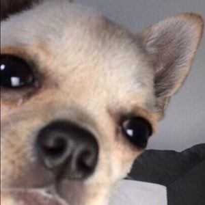 Meet your Posher, Joseph