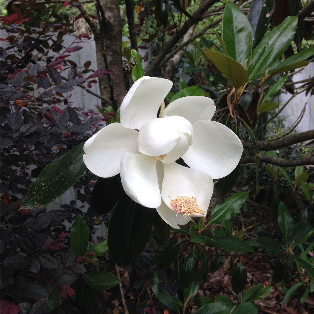 Meet your Posher, Molly