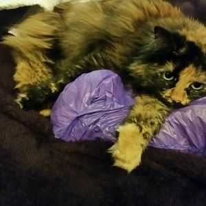 Meet your Posher, Shelley