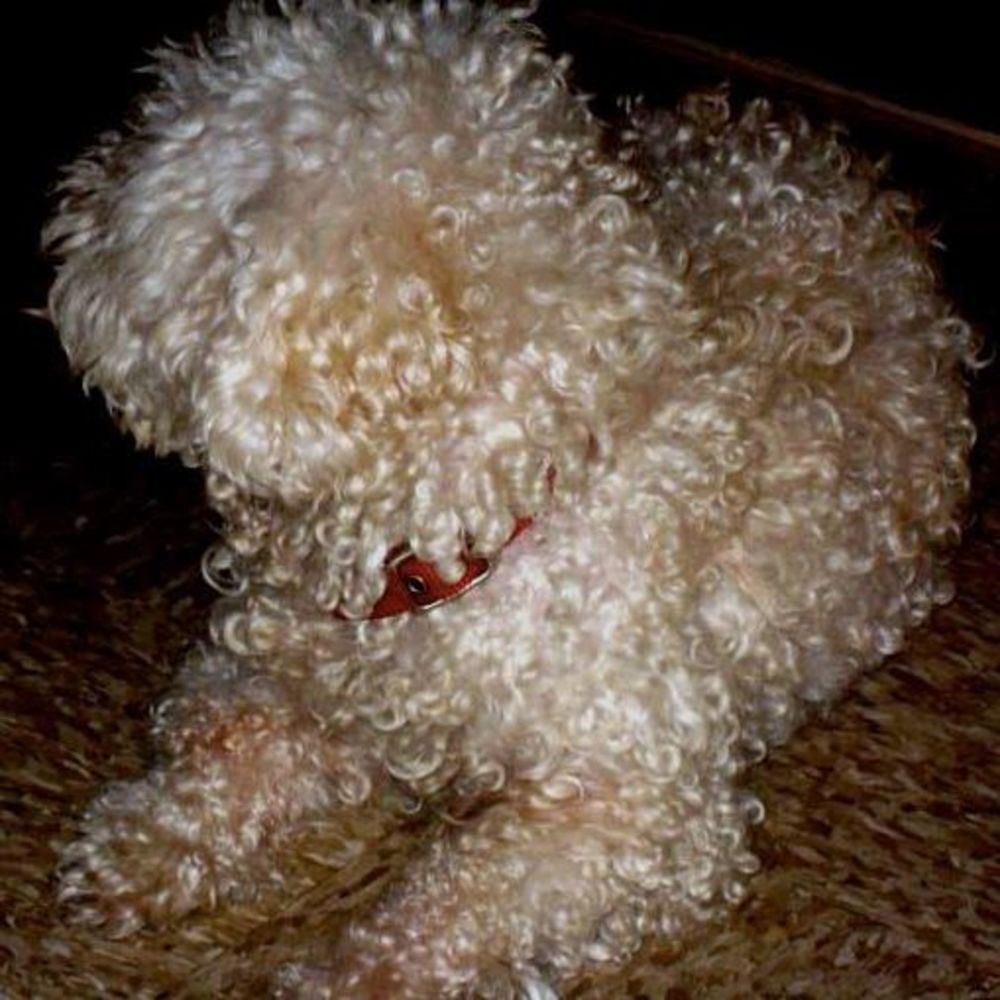 Meet your Posher, Benny