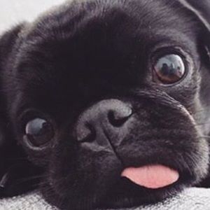 Meet your Posher, Ann