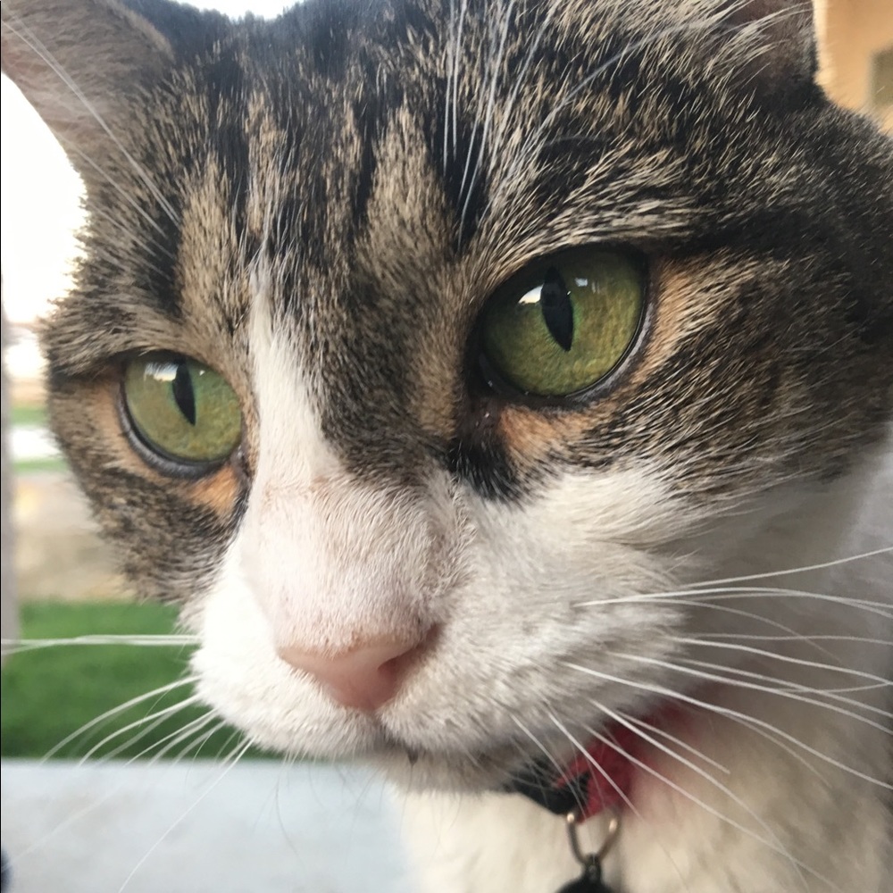 Meet your Posher, Monica