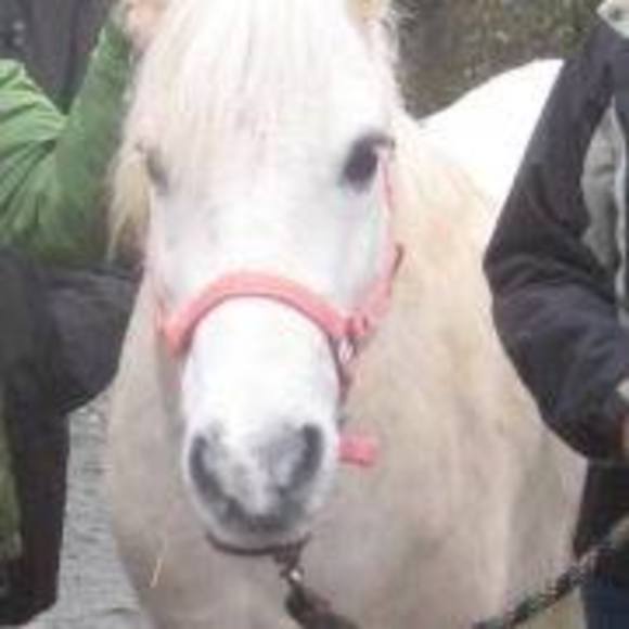 Meet your Posher, Laurie - Picture 1 of 1