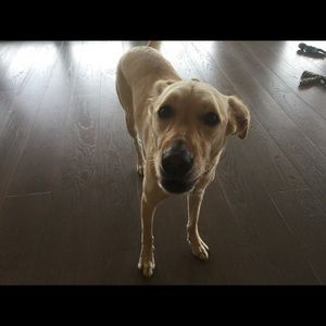 Meet your Posher, Steve