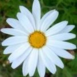 Meet your Posher, Dao