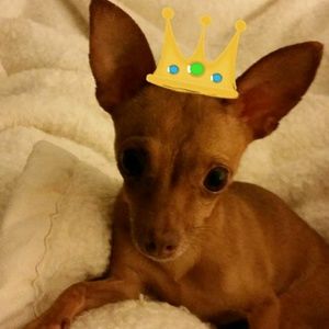 Meet your Posher, Yanira