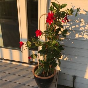 Meet your Posher, Bridgette