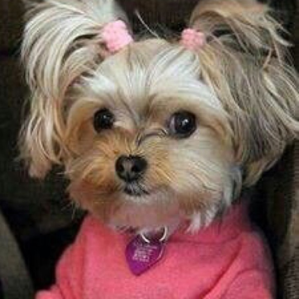 Meet your Posher, Silvia