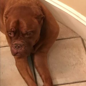 Meet your Posher, Steven