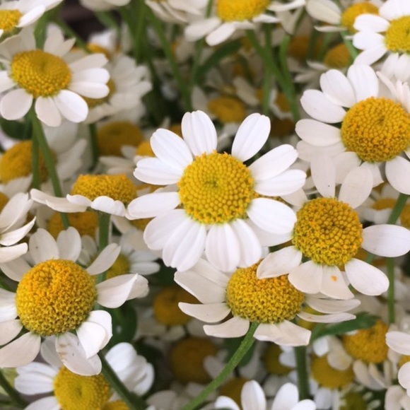 Meet your Posher, Amanda - Picture 1 of 1