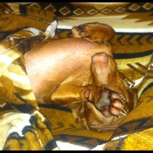 Meet your Posher, Lisa