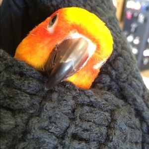 Meet your Posher, Misty