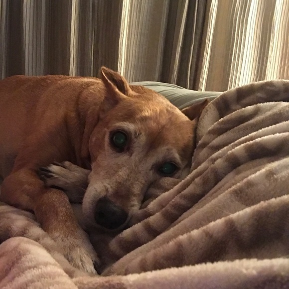 Meet your Posher, Taylor - Picture 3 of 8