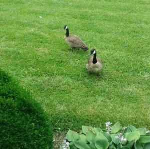 Meet your Posher, Rosemary