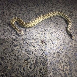 Meet your Posher, Melanik