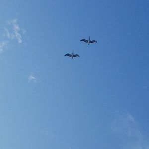 Meet your Posher, Carmen