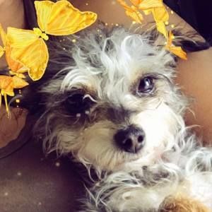 Meet your Posher, Luna